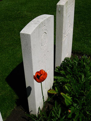Red poppy growing in front of a grave, Ramparts (Lille Gate) cemetery